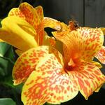 Canna lutea - Bloemriet