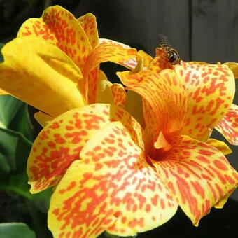 Canna lutea