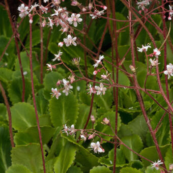 Saxifraga x urbium