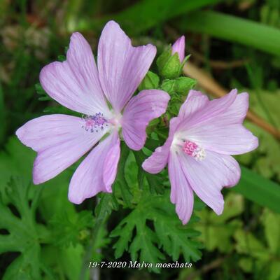 Muskuskaasjeskruid - Malva moschata