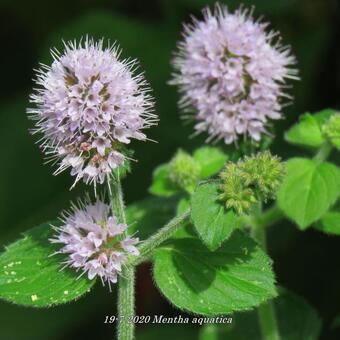 Mentha aquatica