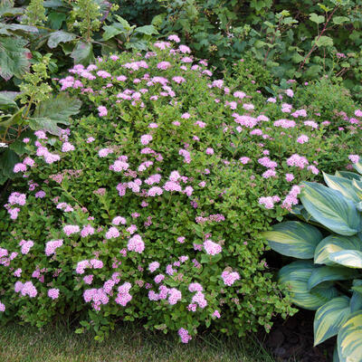 Spiraea japonica 'Little Princess' - Spierstruik