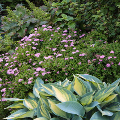 Spierstruik - Spiraea japonica 'Little Princess'