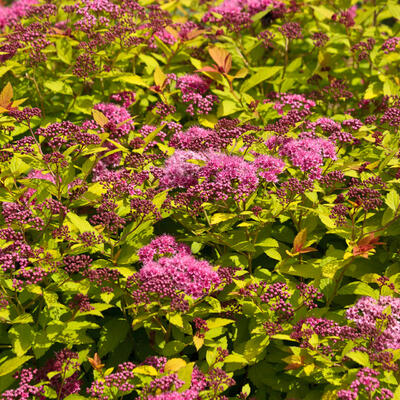 Spierstruik - Spiraea japonica 'Goldflame'