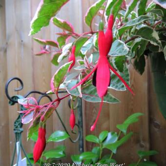 Fuchsia 'Tom West'