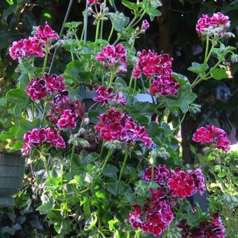 Pelargonium peltatum 'Bonito'