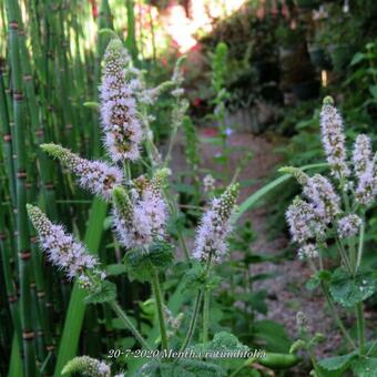 Mentha rotundifolia