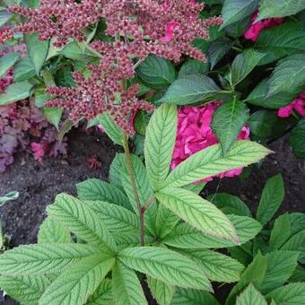 Rodgersia pinnata 'Superba'