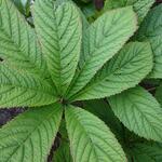 Rodgersia pinnata 'Superba' - Kijkblad, Schout bij Nacht