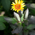 Heliopsis helianthoides scabra 'Burning Hearts' - Zonneogen