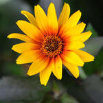 Heliopsis helianthoides scabra 'Burning Hearts' - Zonneogen