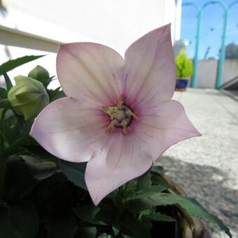 Platycodon grandiflorus 'Astra Pink'