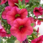 Calibrachoa hybrida 'CALITA Pink' - Mini petunia