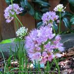 Allium senescens subsp. montanum 'Summer Beauty' - Sierui, Berglook - Allium senescens subsp. montanum 'Summer Beauty'