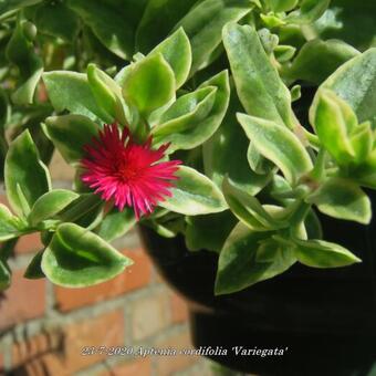 Aptenia cordifolia 'Variegata'