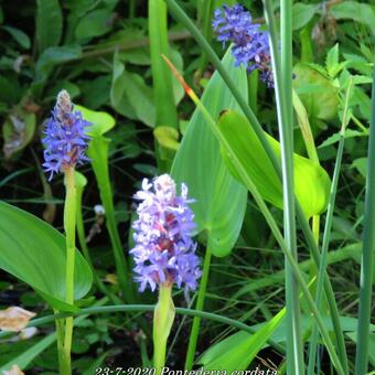 Pontederia cordata