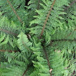 Polystichum retrosopaleaceum - Japanse zwaardvaren