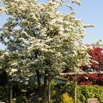 Crataegus x lavallei - Bastaard hanespoordoorn