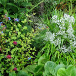 Gypsophila paniculata 'Summer Sparkles' - Gipskruid