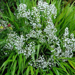 Gypsophila paniculata 'Summer Sparkles' - Gipskruid