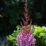 Astilbe x arendsii 'Erika' - Pluimspirea