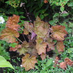 Heuchera villosa 'Dark leaved Strain' - Purperklokje