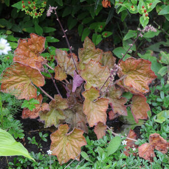 Heuchera villosa 'Dark leaved Strain'