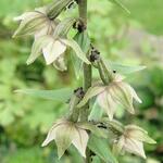 Epipactis helleborine - Brede wespenorchis