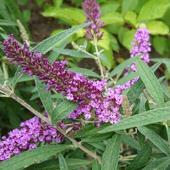 Buddleia davidii  'Colour Fountain Blue'