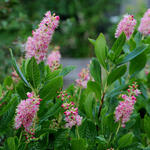 Clethra alnifolia 'Ruby Spice' - Schijnels - Clethra alnifolia 'Ruby Spice'