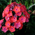 Phlox paniculata 'Freudenfeuer' - Vlambloem / Flox