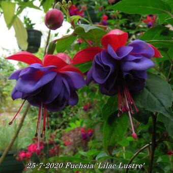 Fuchsia 'Lilac Lustre'