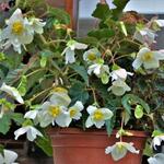 Begonia pendula (wit) - Hangbegonia