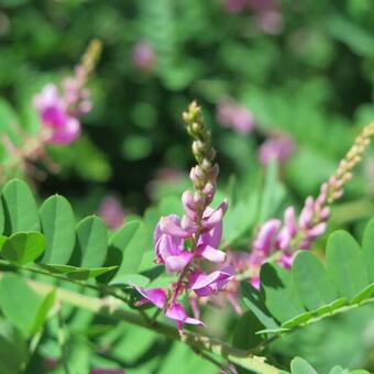 Indigofera heterantha 'Gerardiana'