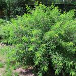 Indigofera heterantha 'Gerardiana' - Indigostruik