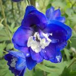 Delphinium EXCALIBUR 'Dark Blue White Bee' - Ridderspoor