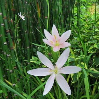 Hesperantha coccinea 'Pink Princess'