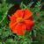 Tagetes patula 'Cinnabar' (Dixter strain)