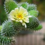 Delosperma echinatum - Augurkenplantje