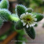 Delosperma echinatum - Augurkenplantje