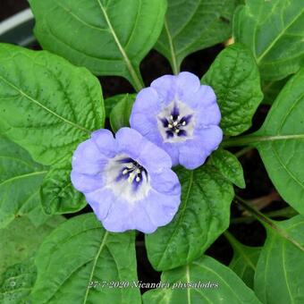 Nicandra physalodes