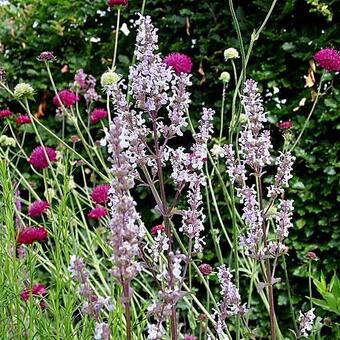 Nepeta nuda 'Anne’s Choice'