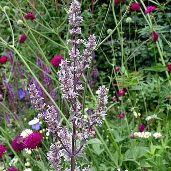 Nepeta nuda 'Anne’s Choice'