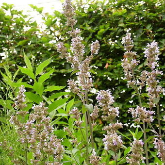 Nepeta nuda 'Anne’s Choice'