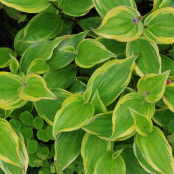 Tricyrtis formosana 'Samurai'