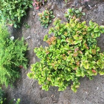 Leucothoe axillaris 'Curly Red'