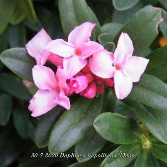 Daphne x napolitana 'Meon'