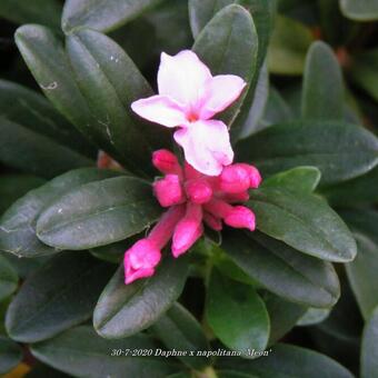 Daphne x napolitana 'Meon'