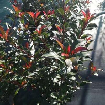 Photinia x fraseri 'Carré Rouge' - Glansmispel