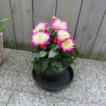 Dahlia Bicolor